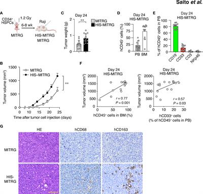 Preclinical evaluation of the efficacy of an antibody to human SIRPα for cancer immunotherapy in humanized mouse models